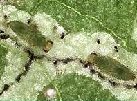 Ectoparasitoid A parasitoid that lives on the