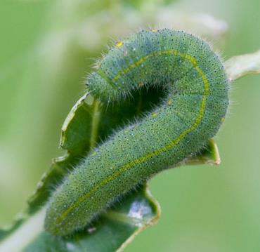 Life-stages attacked Larva parasitoids Complete