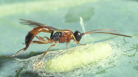 Life-stages attacked Pupal parasitoids