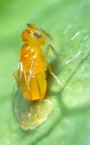 Eretmocerus eremicus Used in BC of whitefly since 1994 Ectoparasitoid Order: Hymenoptera Super-family: