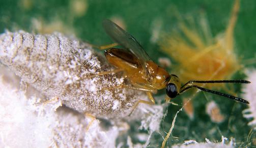 Leptomastix dactylopii Specialist parasitoid Order: Hymenoptera