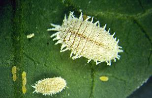 in 3 rd instar Larva consume the mealybug Pupate inside the dead mealybug