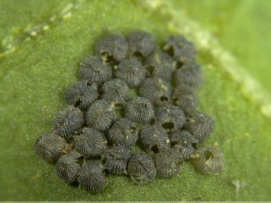 Trichogramma brassicae Egg parasitoid of moths Order: