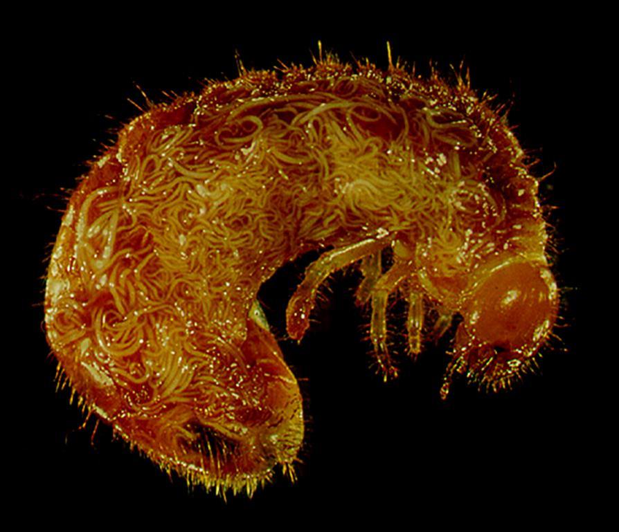 Entomopathogenic nematodes Nematodes are simple round-worms Colourless, un-segmented, lacking appendages Free-living, predaceous or parasitic Phylum: Nematoda Class: Chromadorea