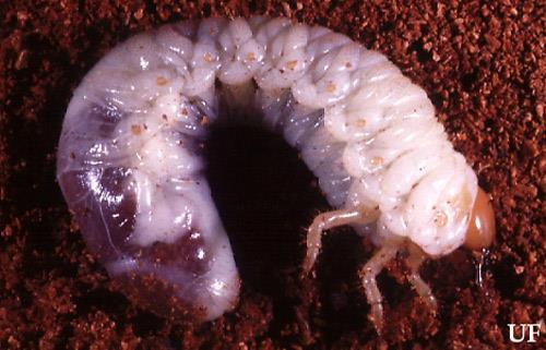 Biological control Marketed world wide, against a broad range of pests Steinernema carpocapsae Effective against lepidopteran & coleoptera larva Sit-&-wait forager, called Ambusher Effective