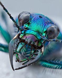 Piercing Sucking mouthparts Examples: Tiger beetle