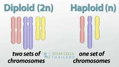 Diploid vs Haploid Diploid: A cell that contains 2 complete sets of chromosomes (one from each parent) 2n