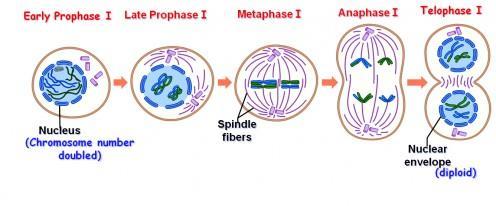 12. Meiosis I (very similar to mitosis) Copy DNA and