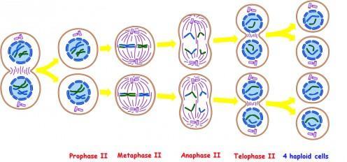 12. Meiosis II (2): Kind of like meiosis I, except the