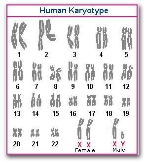 What do these 46 human chromosomes look like in real life? 16.