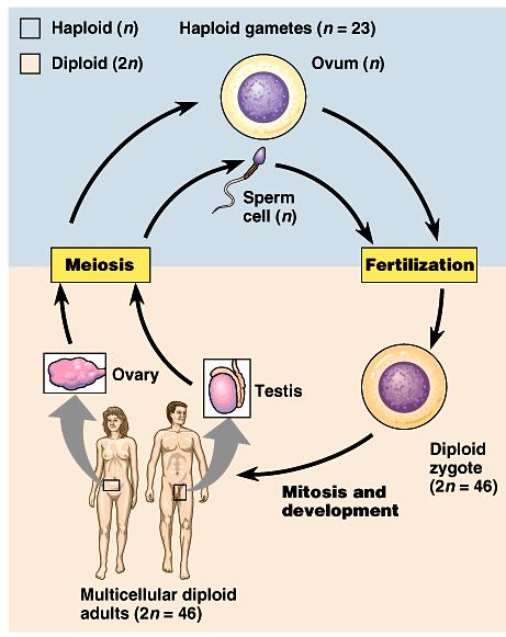 Meiosis & mitosis Meiosis to make gametes sperm & egg