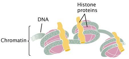 usually 1 circular molecule Small genome; DNA not