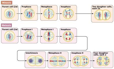 Contrast of mitosis and miosis (Fig. 2.19): 1. One cell division, resulting in two daughter cells. Two cell divisions, resulting in four products of meiosis. 2. Chromosome number per nucleus maintained.