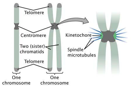 Anatomy of a eukaryotic chromosome (Fig. 2.