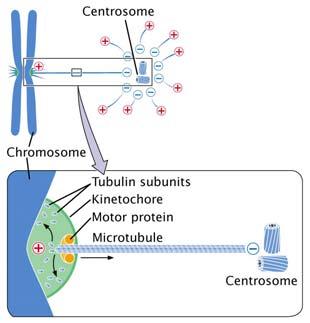 Fig. 2.10 Metaphase: chromosomes attached to spindle fibers at the centromeres centromeres line up on the metaphase plate.