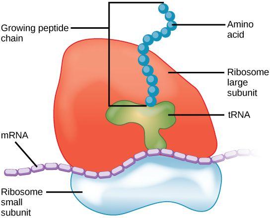 Organelles and Their Functions Ribosome The smallest and most numerous of the cell organelles, ribosomes either float free in the cytoplasm or are attached to the rough endoplasmic