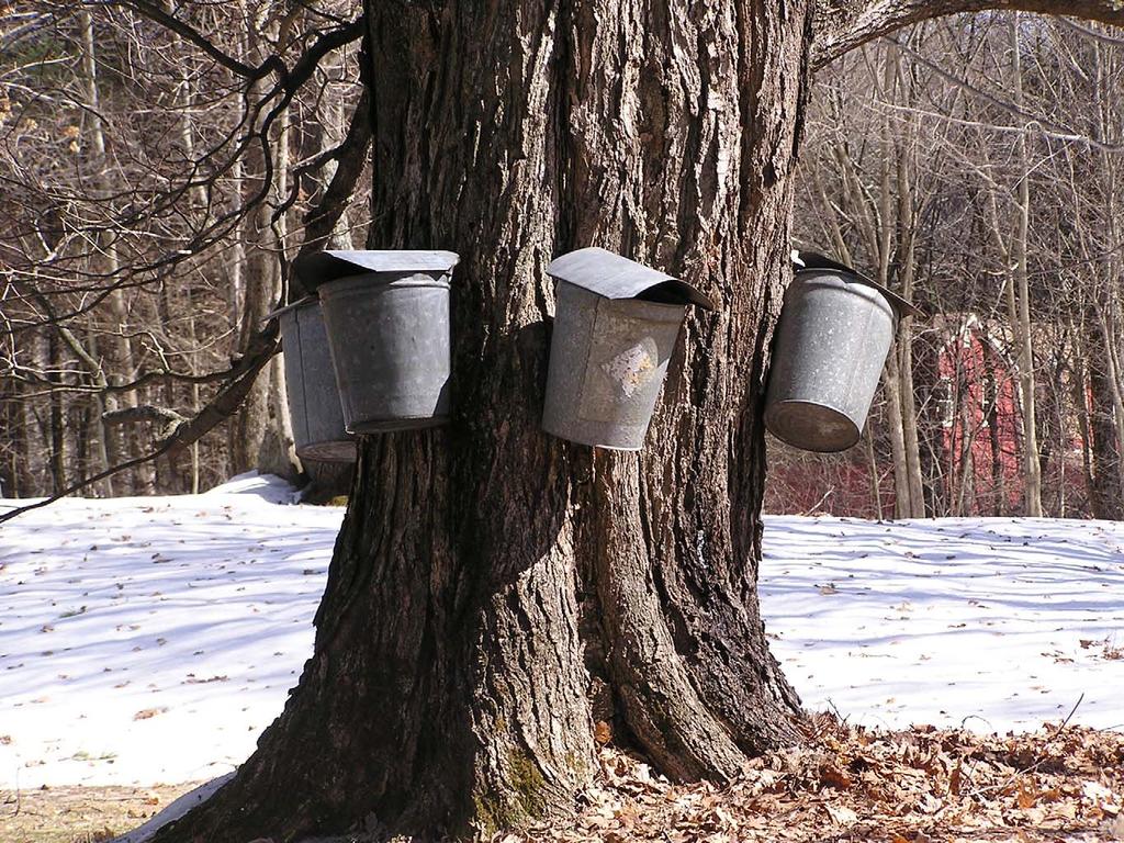Forensics Source of the Maple Syrup Collecting sap the old