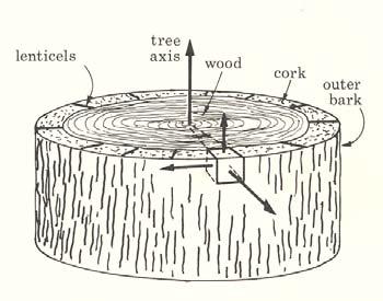 3 The structure and mechanics o cork: The structure and properties o cork are approximately axisymmetric In the schematics on the next page, we see a macroscopic view o cork as it