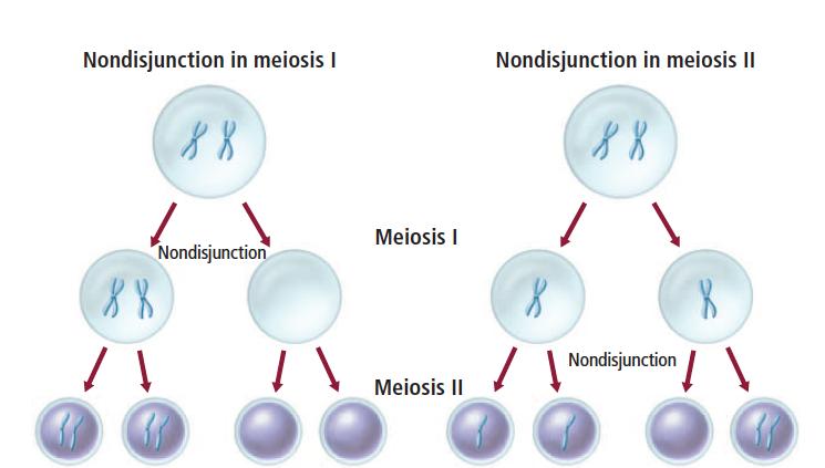 Meiosis and Nondisjuction Recall, that meiosis is the process used to form (Diploid cell! haploid cells) During meiosis I, homologous are separated. During meiosis II, chromatids are separated.