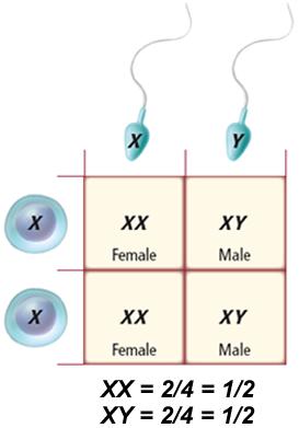 Sex-Linked Inheritance Sex- Linked Genes genes