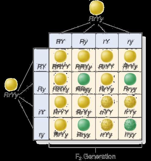 These types of inheritance patterns are called complex inheritance patters
