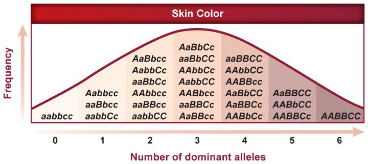 o Example: human blood type/groups (A, B, AB, O) Human Blood Groups o The ABO blood group has three alleles I A, I B, and i. o Alleles I A and I B are.