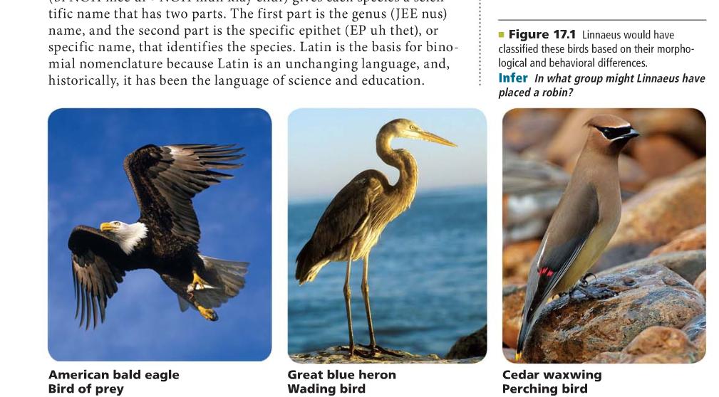 birds. Classification/taxonomy o Classification the grouping of objects or organisms based on a set of criteria.
