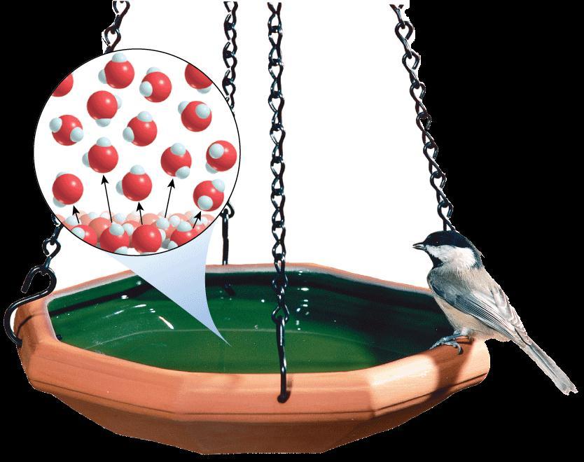 Vaporization and Condensation The water level in the birdbath