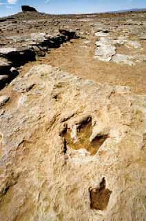 13, sed on dt collected t Dinosur Vlley tte Prk in Glen Rose, Texs, shows footprints mde y two-footed crnivorous (met-eting) dinosur nd the hindfeet of herivorous (plnt-eting) dinosur.