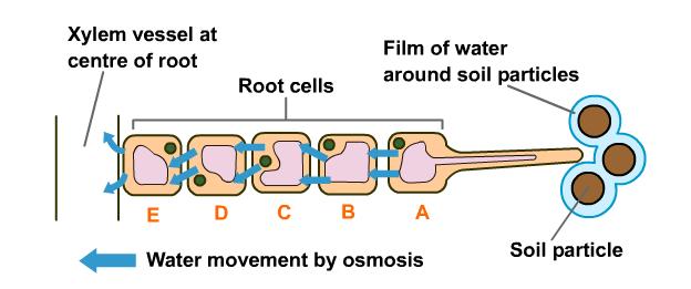 watertransport Root The water potential in the sap of the root hair cell is now higher than that in the adjacent cell (B) Water molecules