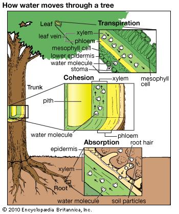 In summary, Water enters a plant by osmosis in the roots Transpirational Pull Water moves up the stem by