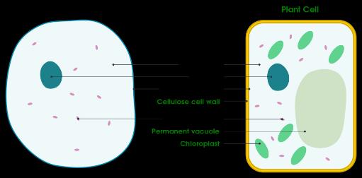 Animal Cell Organelles Plant Cell Organelles Cell Wall Chloroplast Vacuole How are Xylem & Phloem cells specialised?