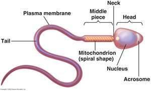 words: 1. Organelle: A structure within a cell. 2. Chromosome: A threadlike structure of DNA containing genes. 3.
