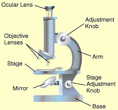 Specialised cell: A cell that has features that allow it to carry out its function 6. Microscope: Used to enlarge very small objects 7.