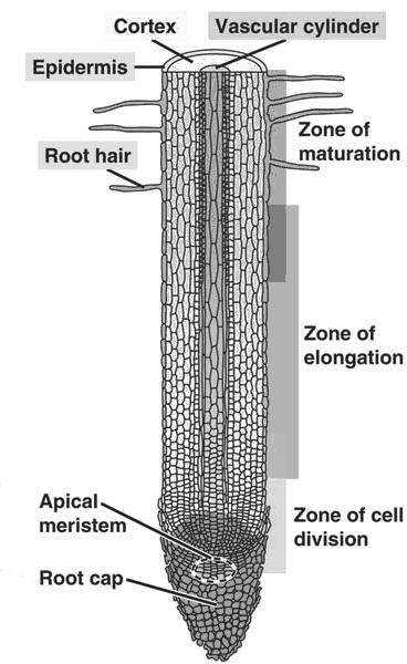 Bio 140 Plants II Water & Nutrient Management 5 True Roots, True Leaves & Vascularization: True leaves, roots and lignified vascular tissue are all found in Pteridophytes, Gymnosperms and Angiosperms.