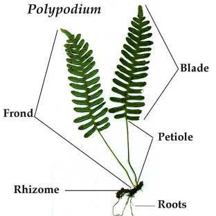 Leaves are called fronds. Undergound stems called rhizomes.