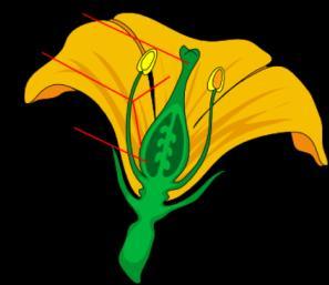 Filament: upholds anther. Female Plant Organs Carpel/Pistil contains: Stigma: sticky for pollen to attach. Style: sperm travel to ovary. Ovary: fruit. Ovules: eggs.