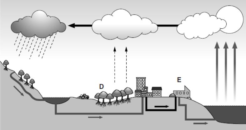 3. Fig. 3.1 is a diagram of the water cycle. Water is a large component of the cells in the leaves of trees, as labelled D on Fig. 3.1. a) Explain how water passes from a leaf cell to the atmosphere.