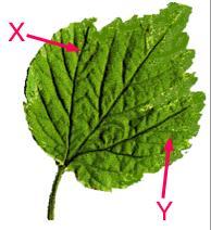19) Name the parts X and Y in the leaf shown.