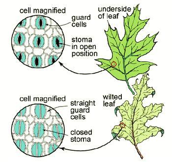 30) Analyse this diagram and find why the leaf wilted?