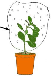 The plant is placed in bright light for 48 hours. The leaf is then tested for starch. which diagram correcly shows the areas that contain starch?