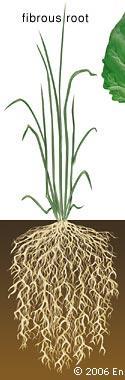 2 types of roots Fibrous Roots Tap Root Dense tangle of roots, takes lots of dirt with it when pulled out Example: Lawn grass One LONG main root Smaller