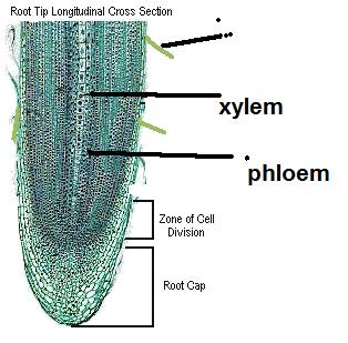 Root hairs: increase water absorption and minerals absorption by increasing the surface area Root hair Area