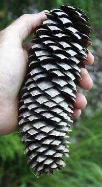 female pine cone Male pine