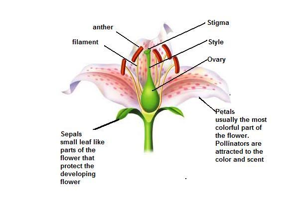 STRUCTURE OF FLOWERS STAMEN PISTIL OR CARPAL Stamen: Male
