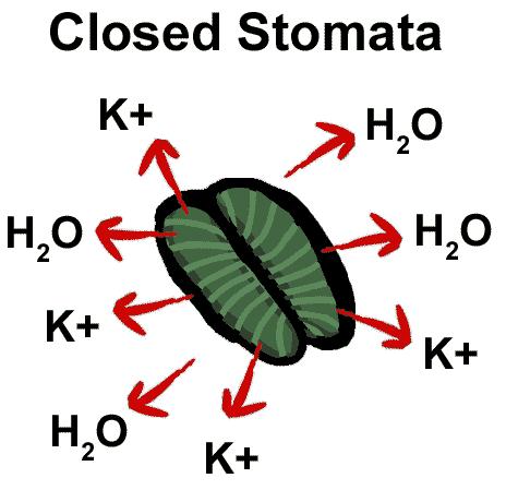 Stomata closing at night Potassium ions move out of the vacuole and out of the cells.