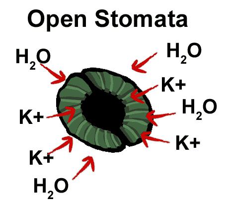Stomata opening during the day Potassium ions move into the vacuoles. Water moves into the vacuoles, following potassium ions. The guard cells expand.