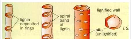 Lignin Hard and rigid substance Named after