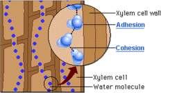 Capillary Action The attractive force between the molecules of a particular liquid is known as Cohesion Water coheres to each other via chemical bonds called hydrogen bonds (holds the droplets of