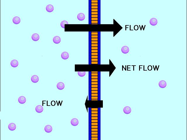 Osmosis is the diffusion of water molecules through a partially permeable membrane Water moves into the root hairs by osmosis. Partly permeable means some particles can move through like water.